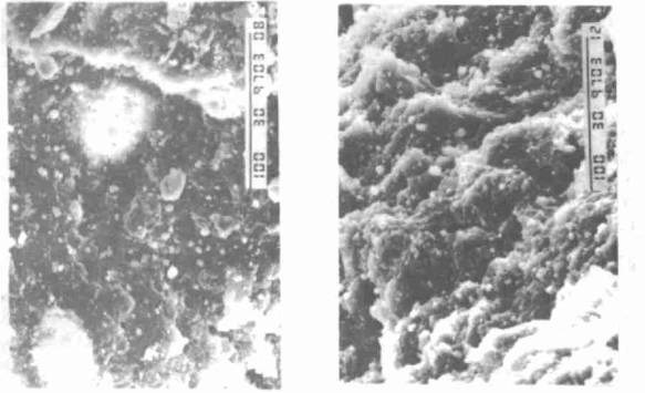 Section transversale de traction SEM de caoutchouc vulcanisé chargé de carbonate de calcium