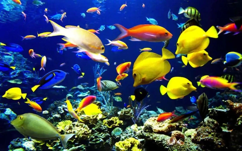 Application in Aquaculture
