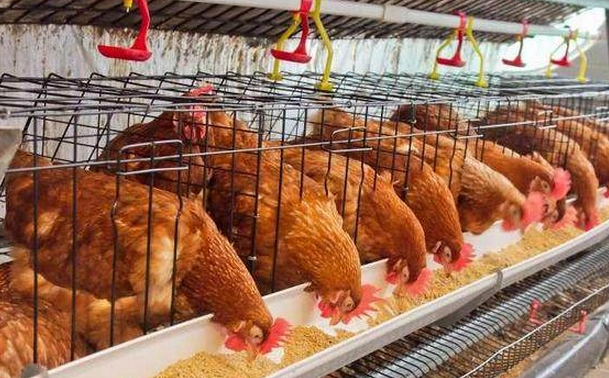 Application in Poultry Farming