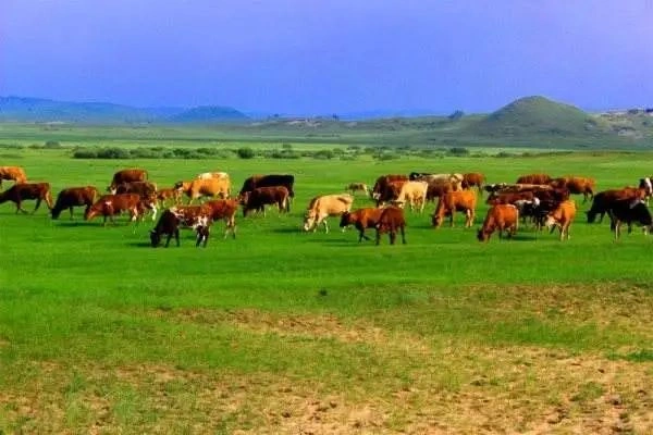 Application in Ruminant Animal Farming