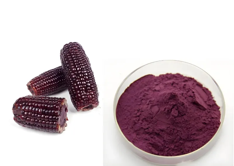 Moliendo maíz morado